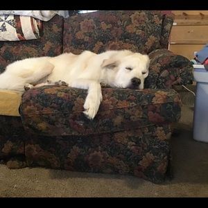 Meet your Posher, Lydian